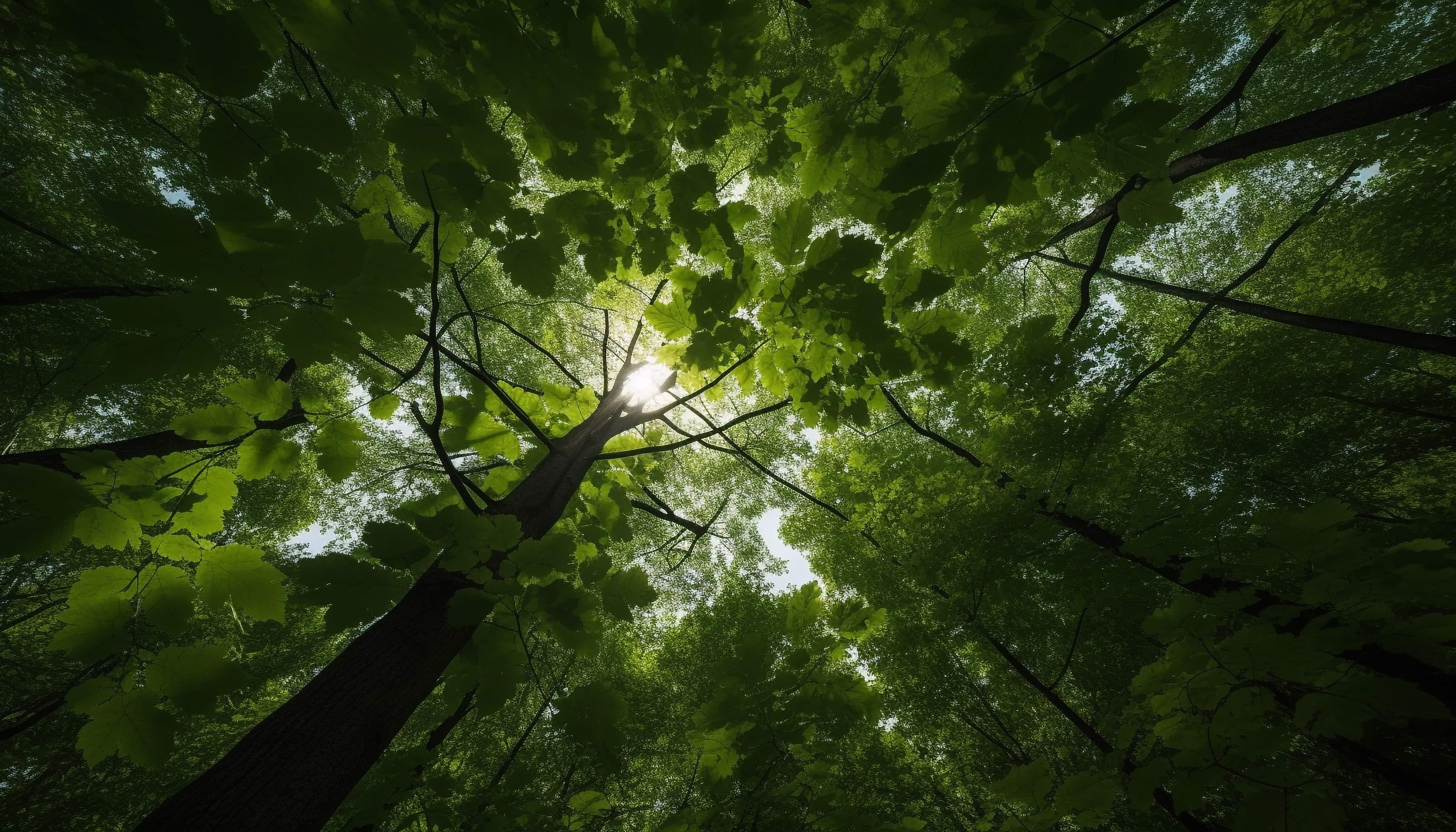 Winning in Packaging through Sustainability 2024