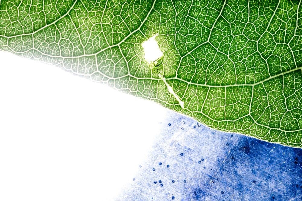 Fewer Indian Firms Commit to Net Zero Goals, Says Report