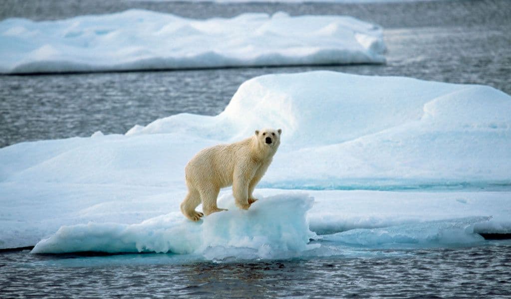 Climate Change Tweaks Our Lives, but there is Cause for Optimism