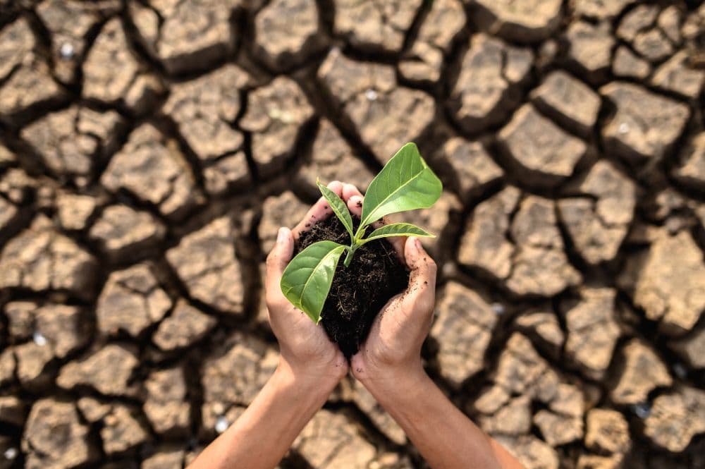 Egypt to Issue New Bonds for Climate, Social Goals