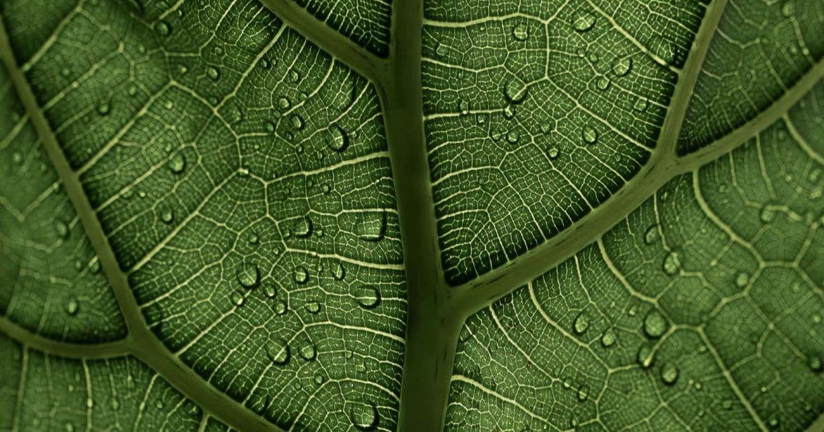 Banks Greenwashing Cases Rise 70% in 2023
