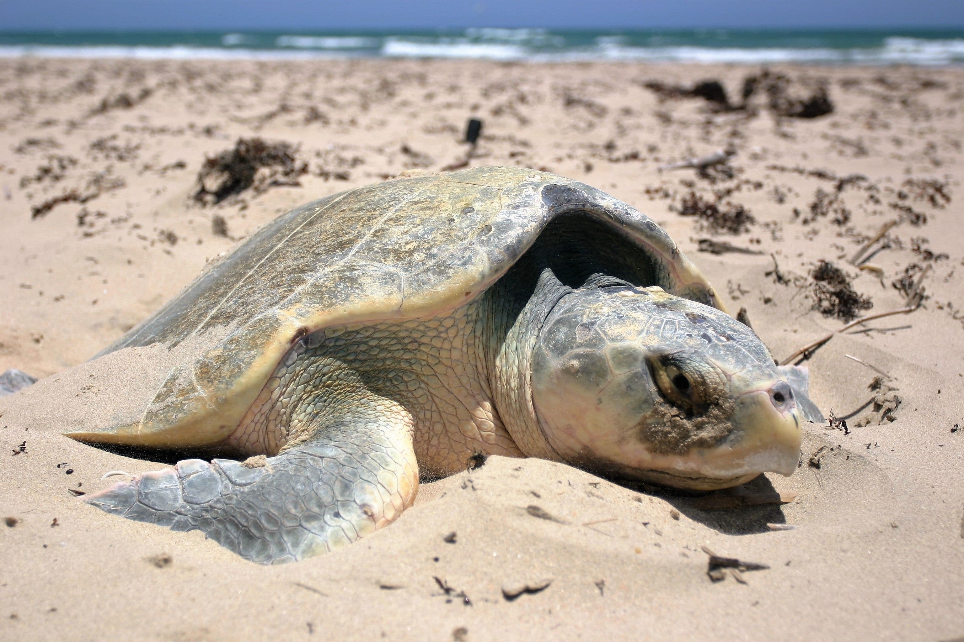 A Sea Turtle has Laid Eggs for the First Time on this Texas Beach
