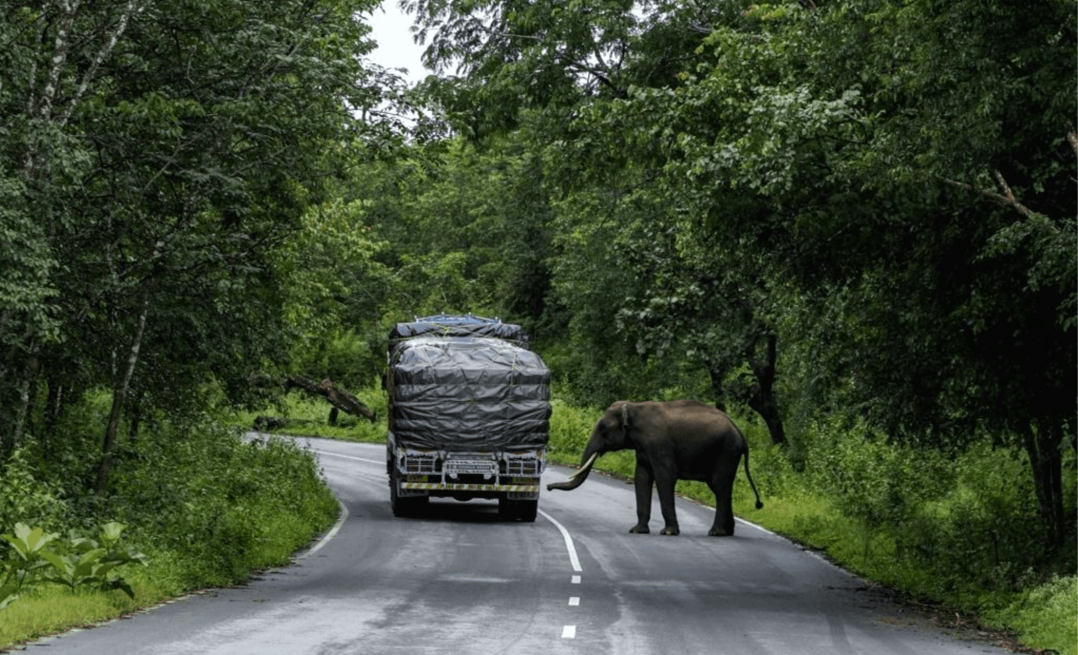 Transportation Through Protected Reserves in India and Its Consequences