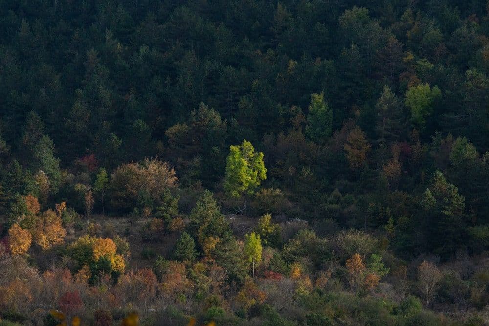 Dutch Pension Fund ABP Invests in 70,000-Hectare US Forest