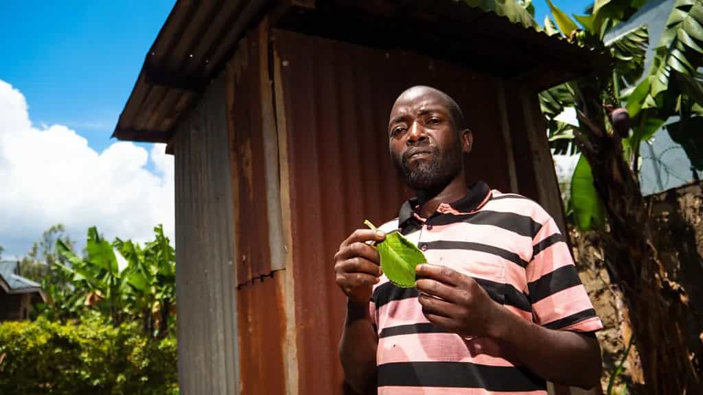 Mint-Scented Plant Used as Toilet Paper Across Africa