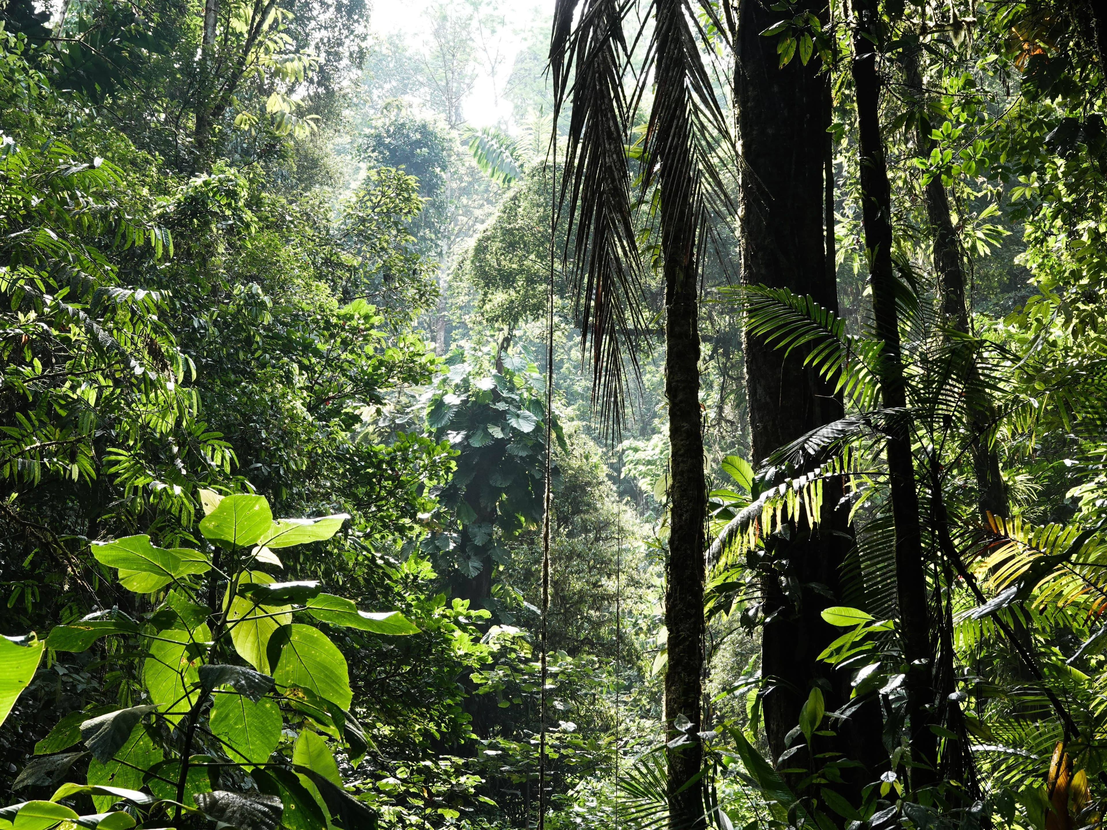 It’s Not Just About The Trees: Why Biodiversity Is Equally Important