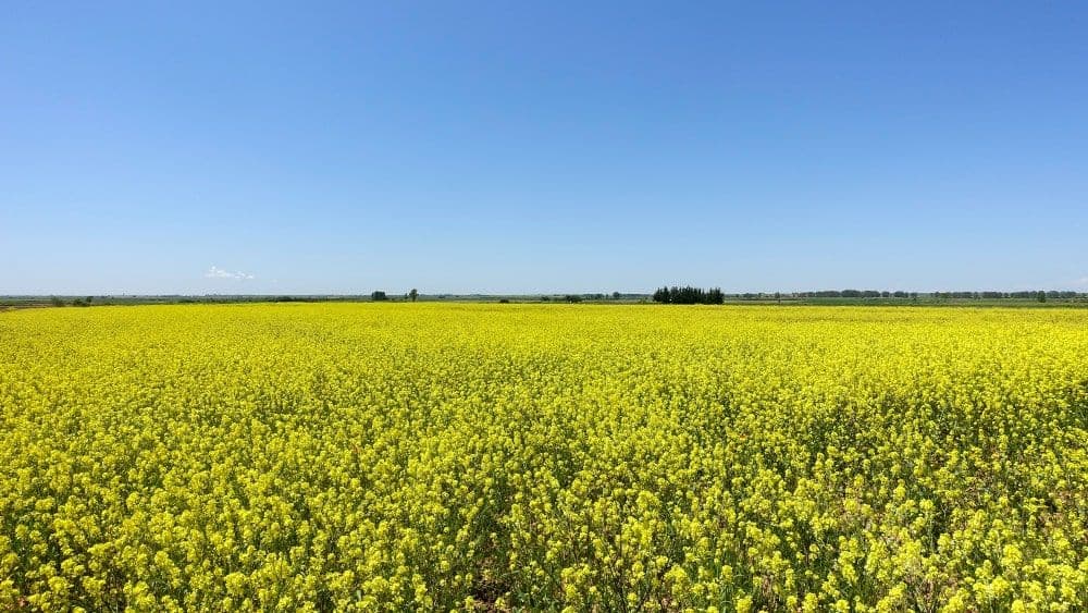 Bayer, Neste Sign MoU to Decarbonise Transport with Canola