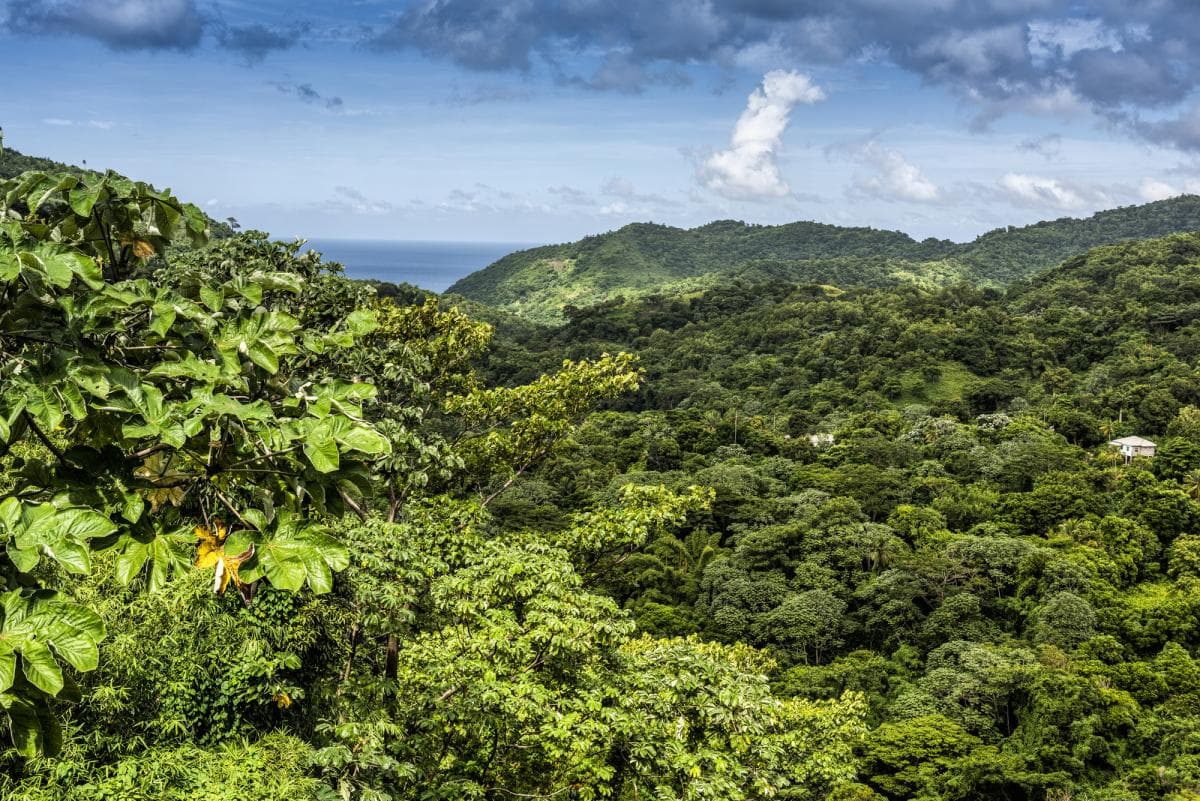 New UK collaborations drive emission reductions while also restoring forests and biodiversity