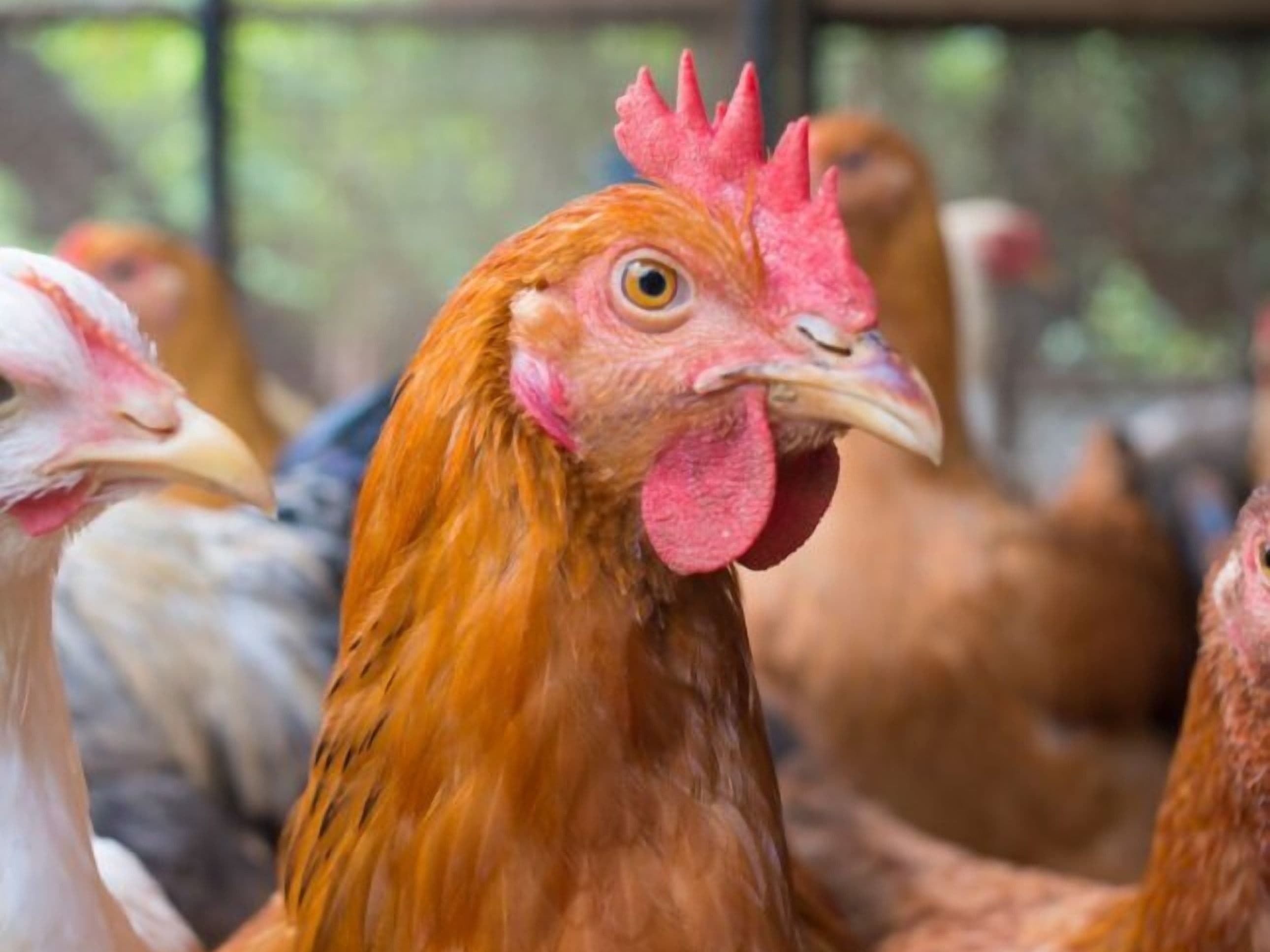 ESG Rating for ECO Animal Health Group
