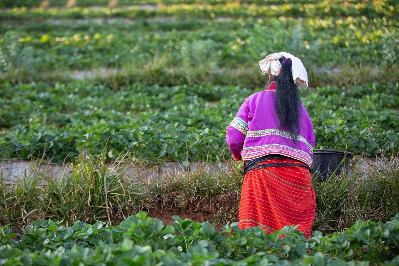 Microsoft to Buy 1.5m Tonnes of CO2 Removal Credits in India