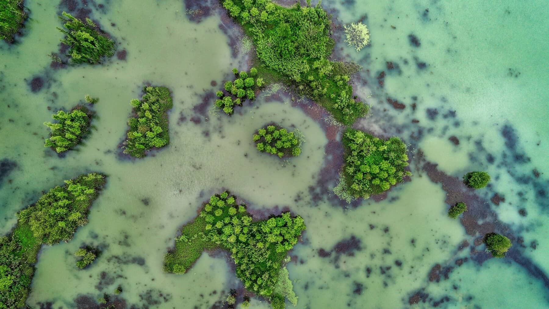 Peatlands, Mangroves Store More Carbon in Soils in Southeast Asia: Study