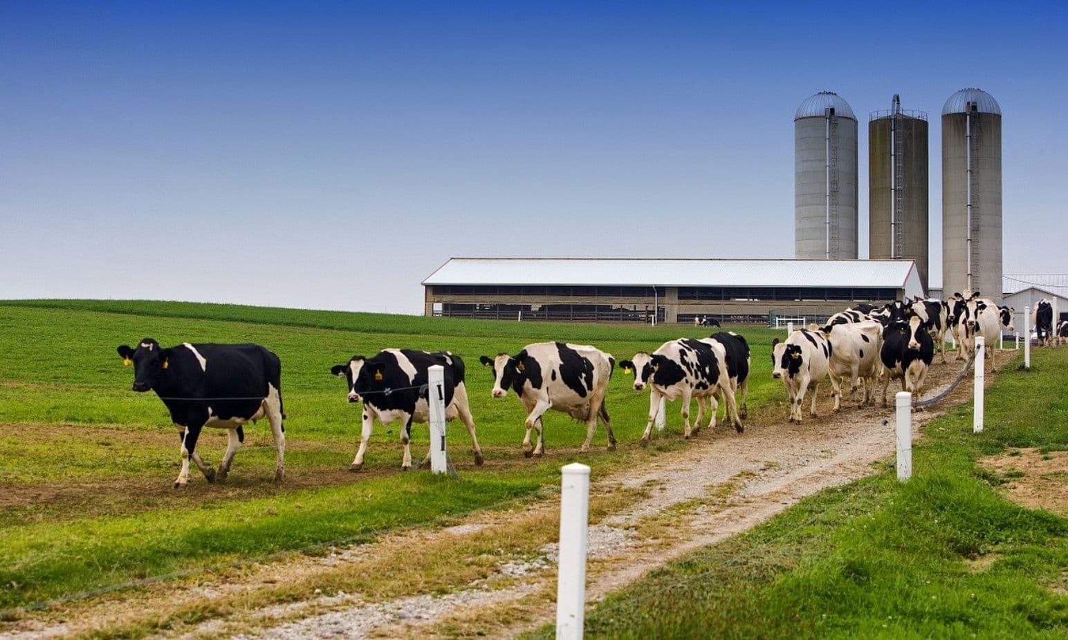 Study: Organic Dairy Farming Can Store Carbon and Reduce Greenhouse Gas Emissions