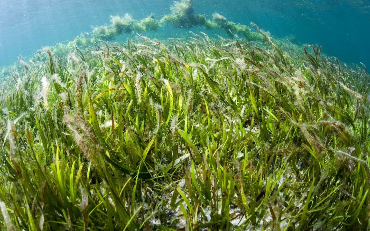PH Champions Blue Carbon, Tackles Plastic with WEF