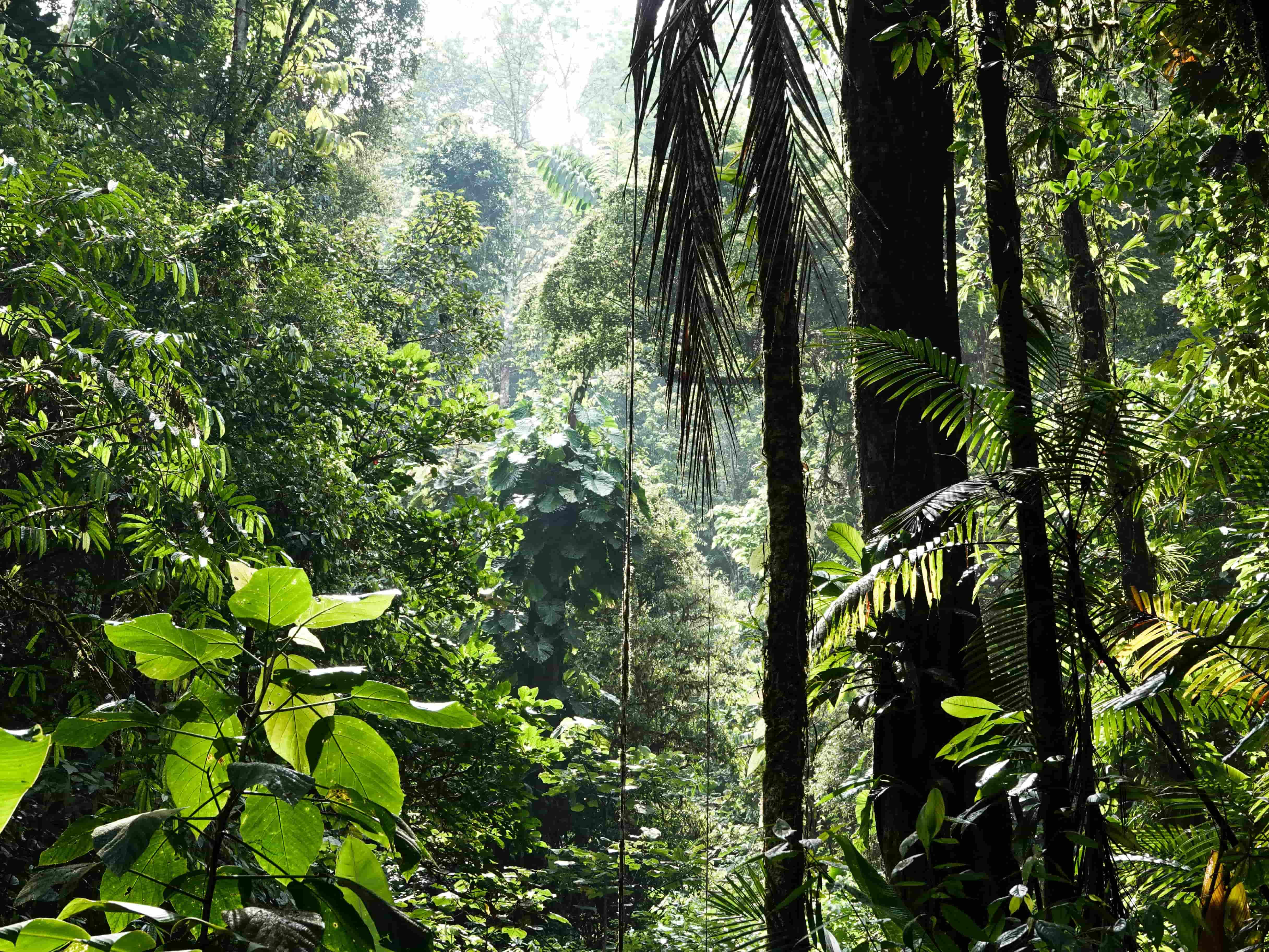Kao's TNFD-Based Report on Biodiversity