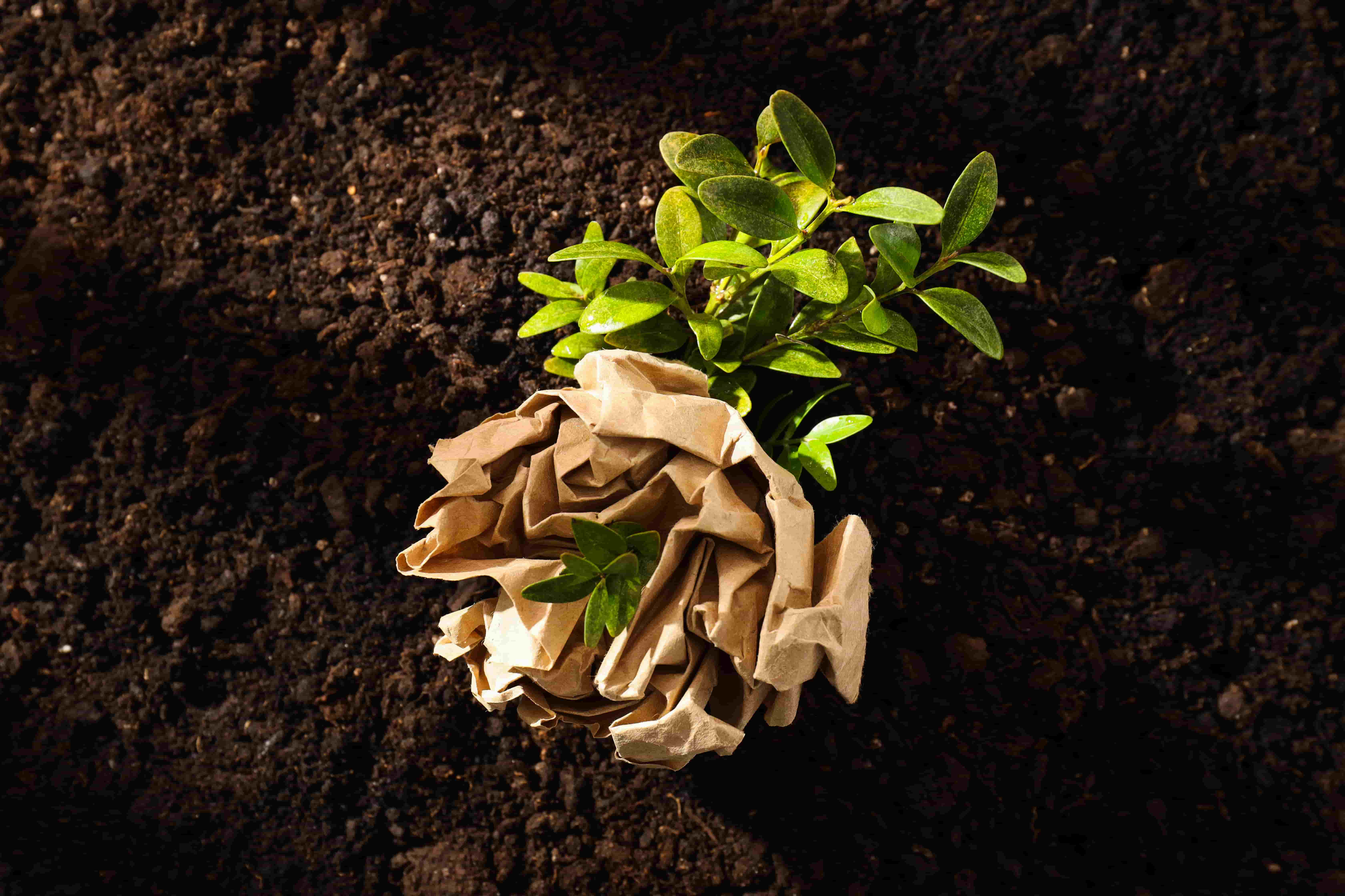 Healthy Soil: The First Step to Prevent Ecological Collapse