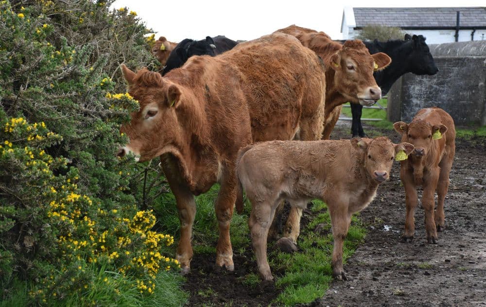 Can Daffodil Diets Combat Climate Change in Livestock?
