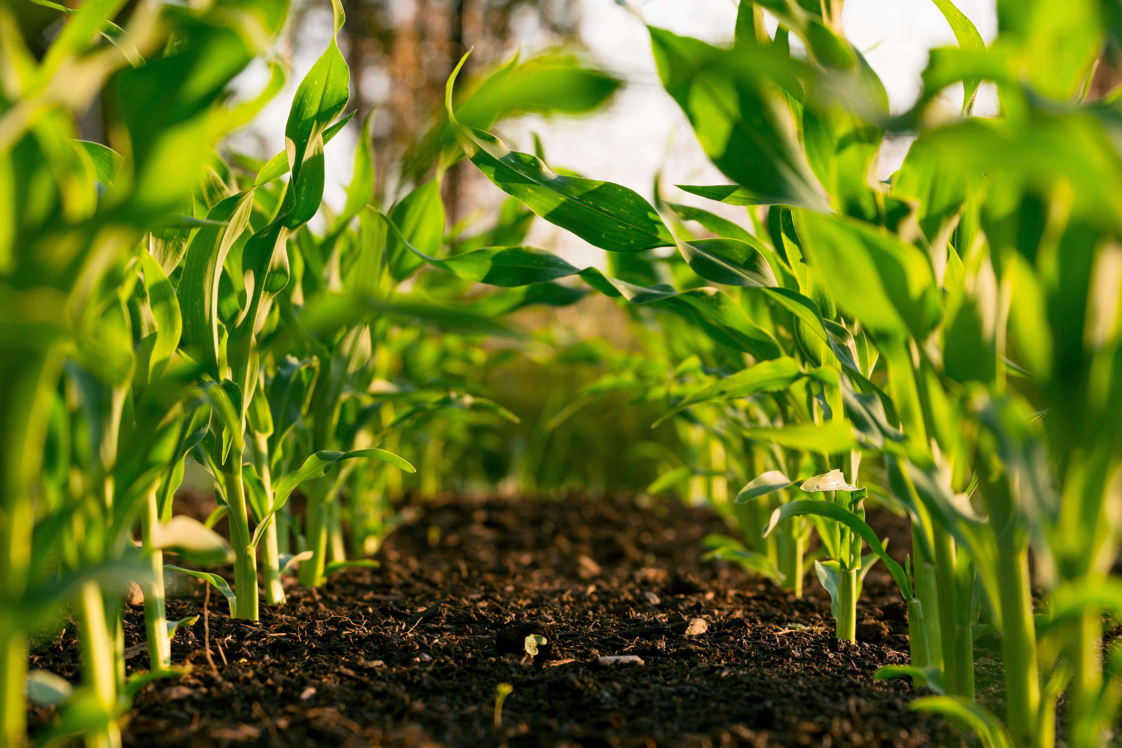 Cultivating Vegetables Within Hong Kong's Skyscrapers: the High-Tech Farm by Gordon Tam