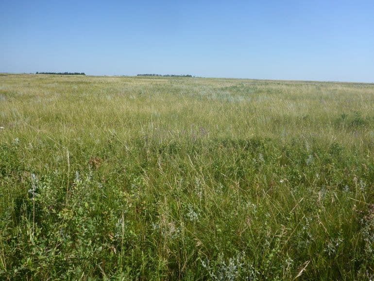 Large Grassland Area is Now Protected in Saskatchewan