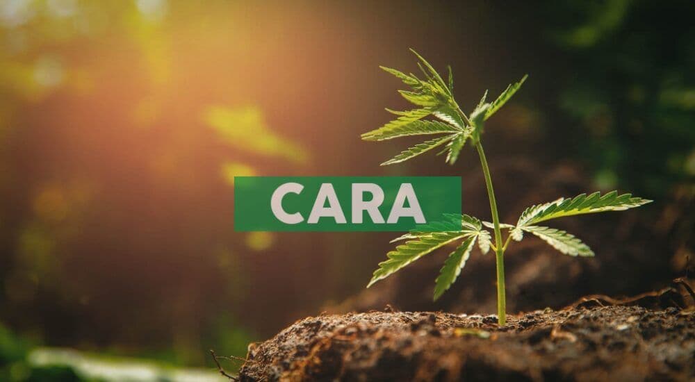 Cara Therapeutics' First ESG Report Released