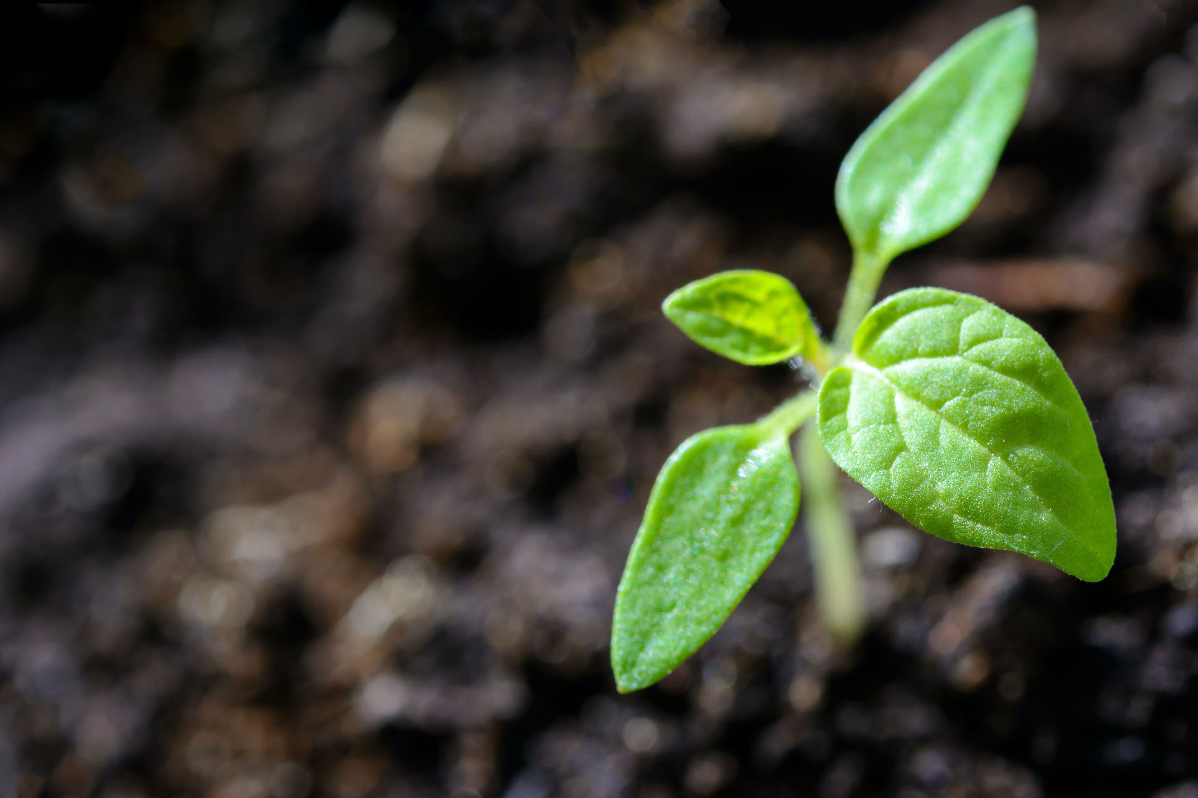 UN Resolution Upholds Right to Healthy, Clean Environment
