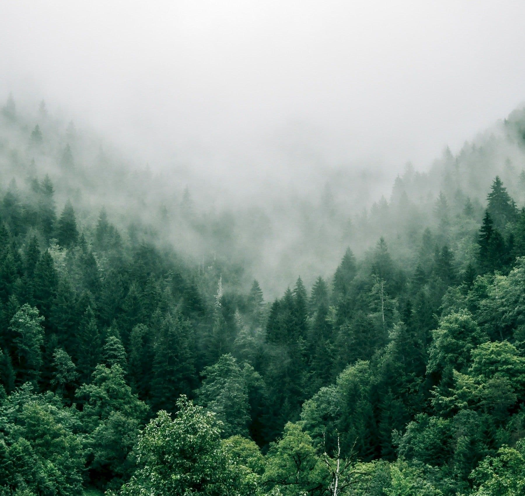 Investments into Forestry & Biodiversity 2026