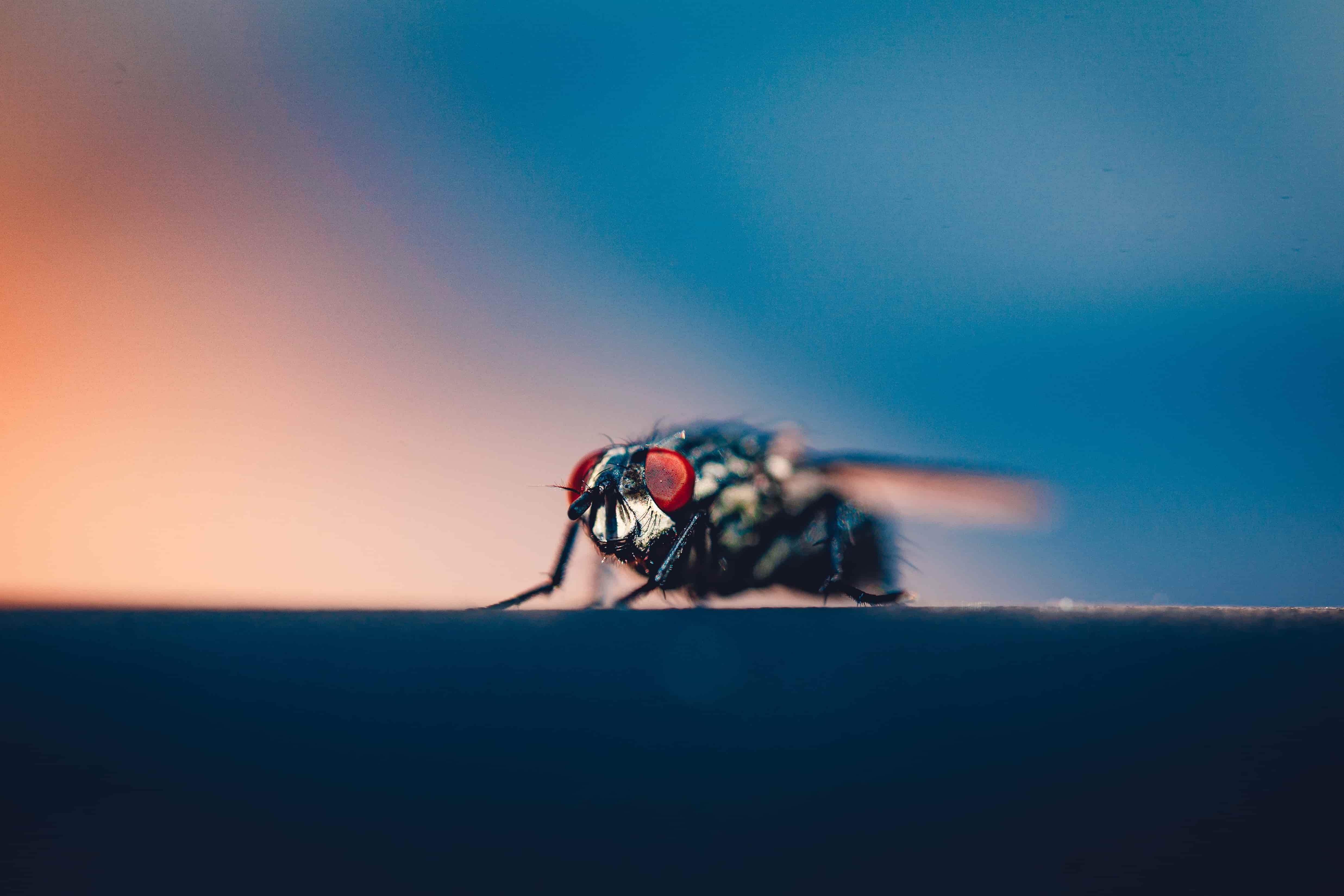 Black Soldier Fly: Vietnam’s Answer to Sustainable Feed