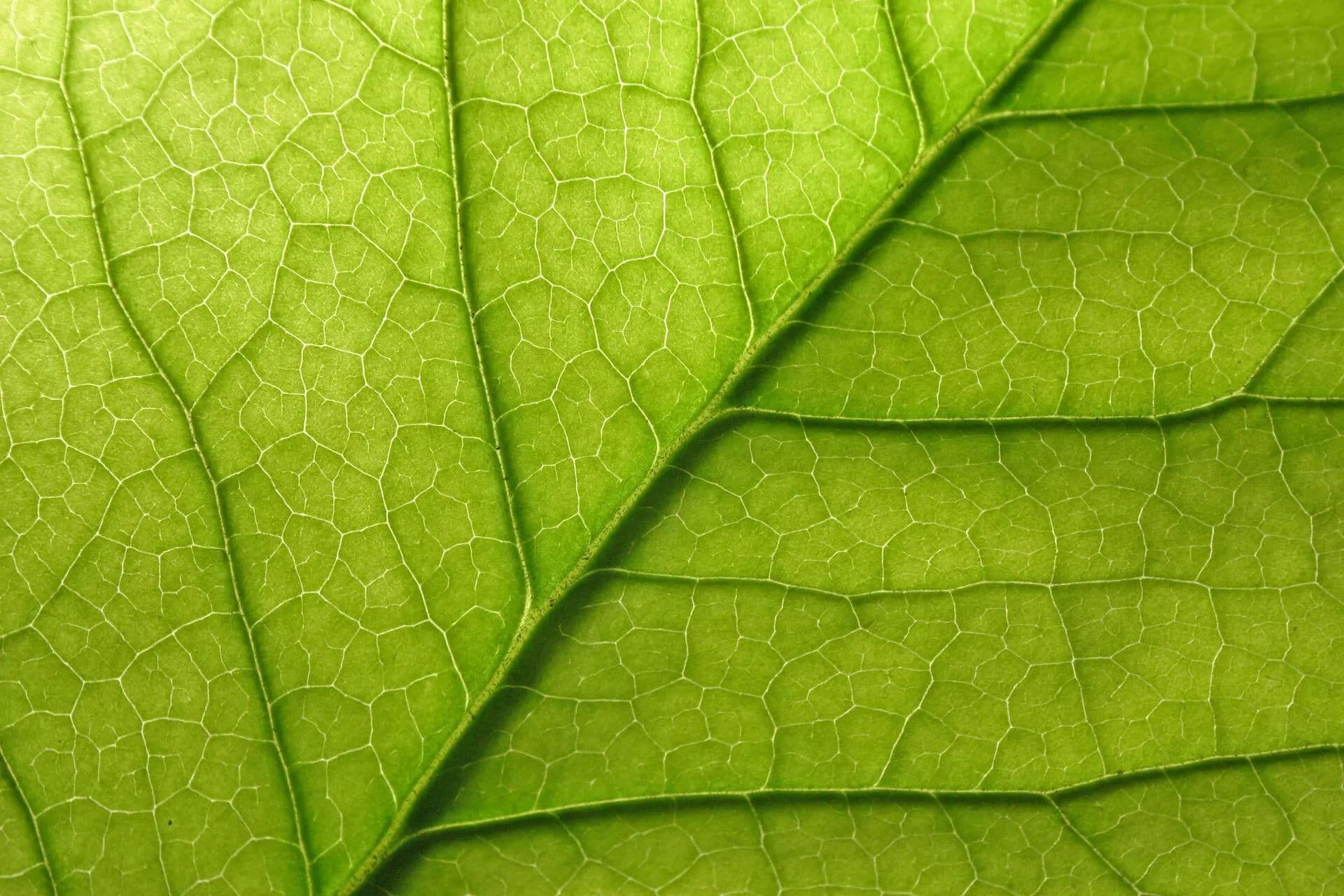 Capturing the pulse of sustainable investment in fixed income