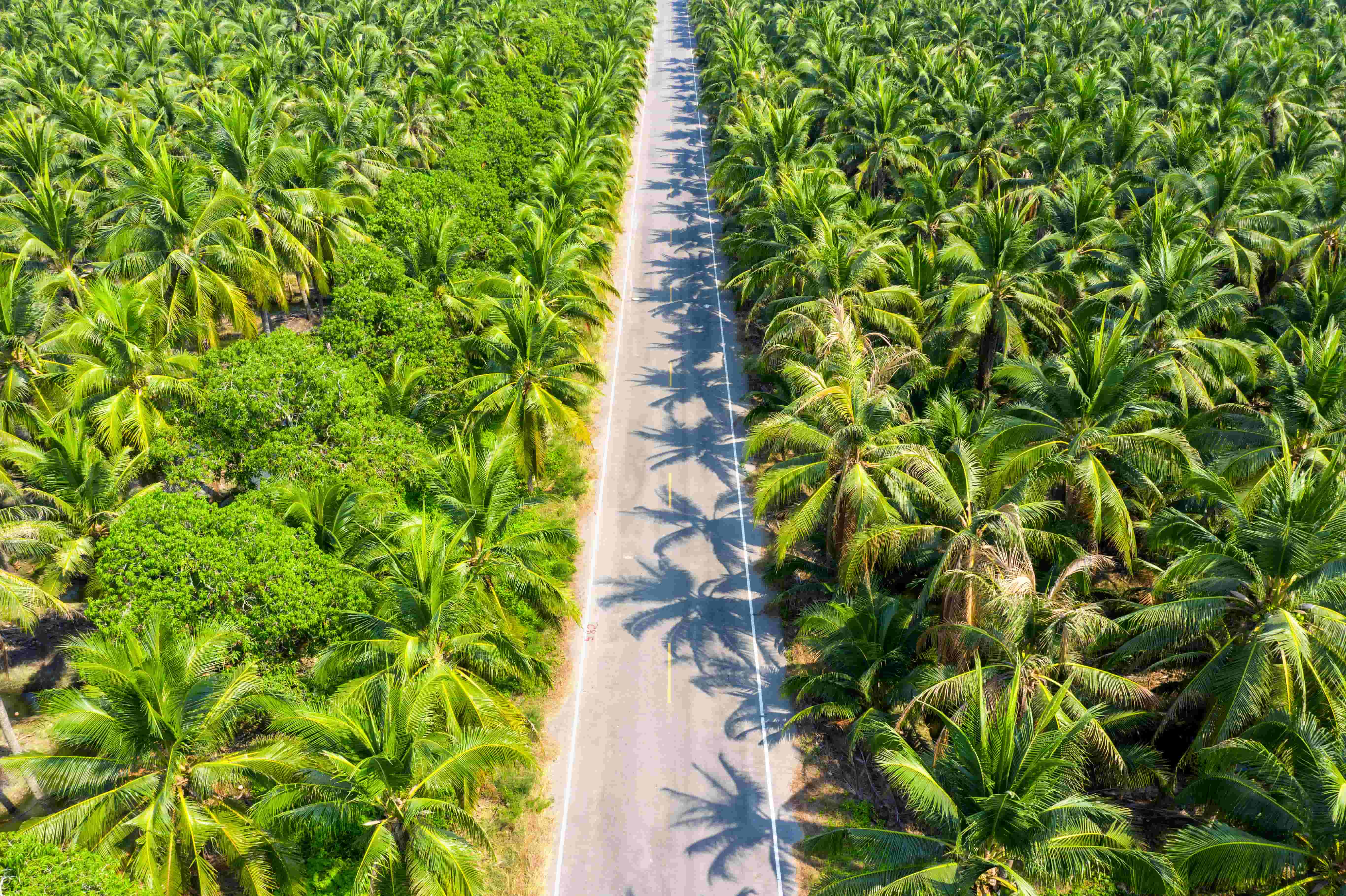 Palm Oil Stocks in Singapore Gain Ground Amid Price Surge and Softer ESG Concerns