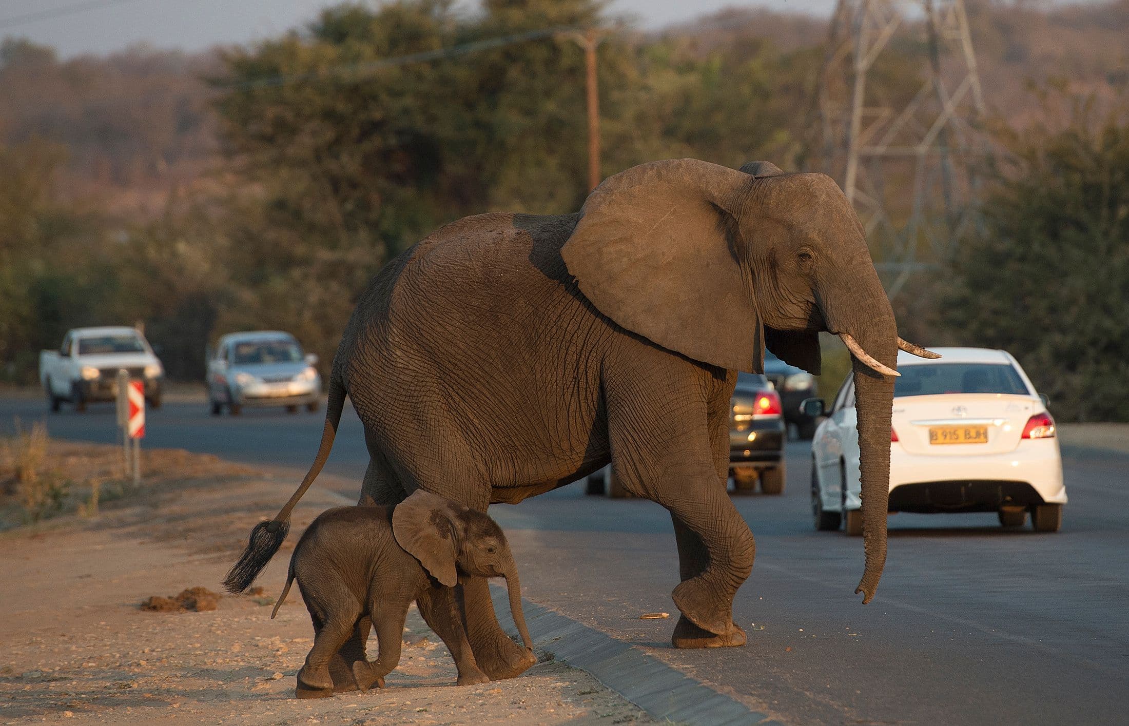 Climate Change Escalating Human-Elephant Conflicts – Najib Balala