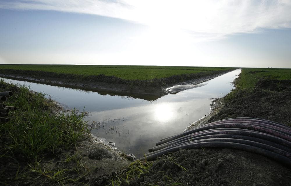 California Lawmakers Mull Buying Out Farmers to Save Water