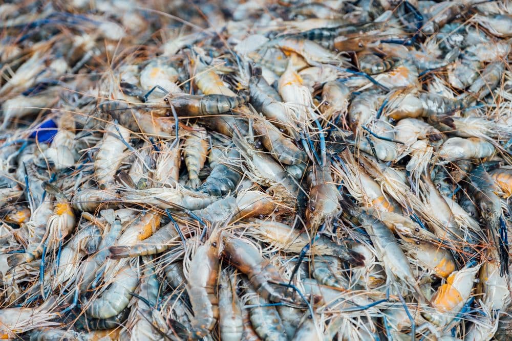 Scientists Create Carbon Capture Tech from Shrimp Waste
