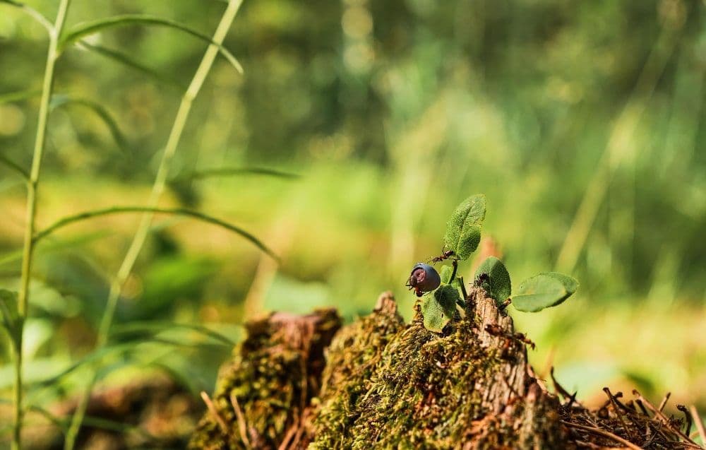 FfB Releases Nature-Focused Sovereign Debt Model