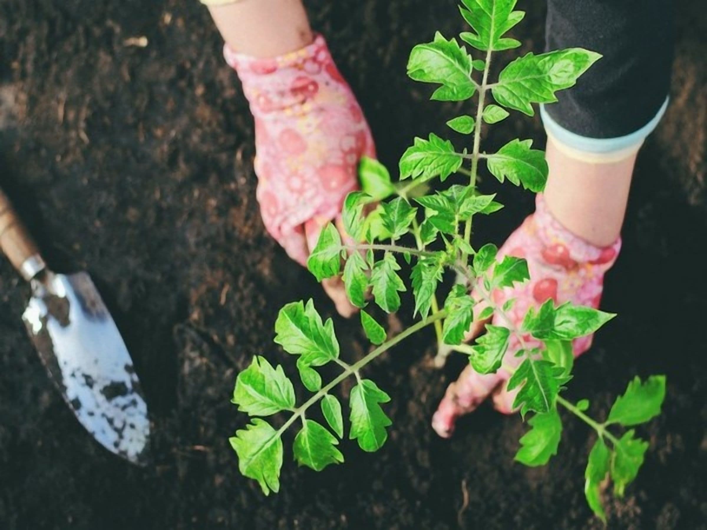 Research Suggests Plant fibres can be Used for Sustainable Devices