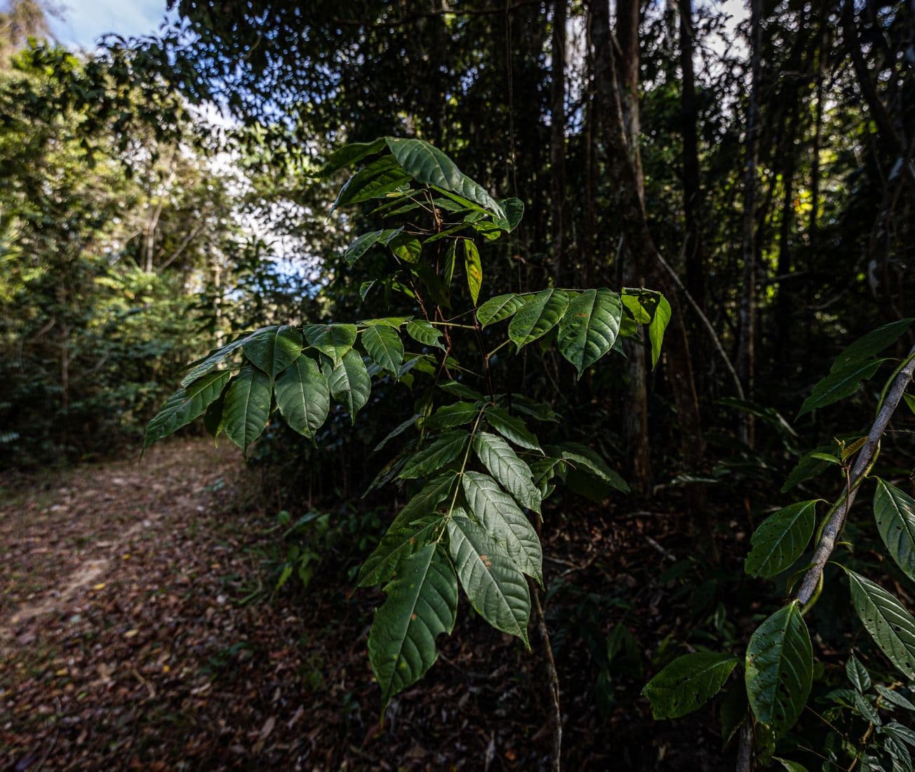 Woodspin Gets Certified for Sustainable Sourcing
