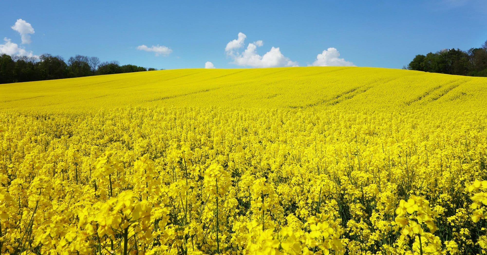 EPA Says Canola Oil can be Used as Feedstock for Renewable Diesel