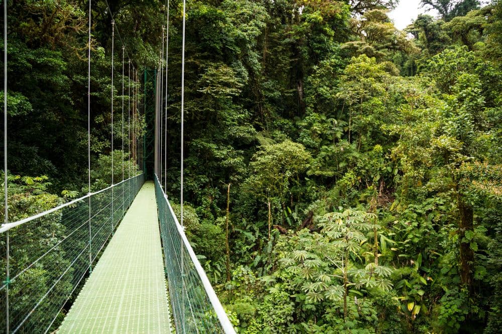 Concordium, Upwood.io Partner for Tokenisation of Forest Plots