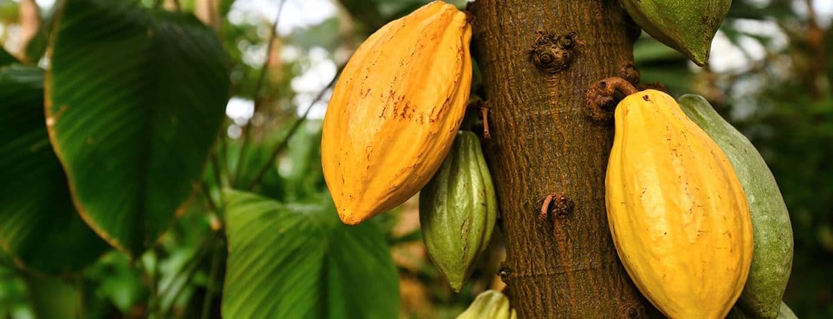 Ferrero's Cocoa Charter Report & Supplier List