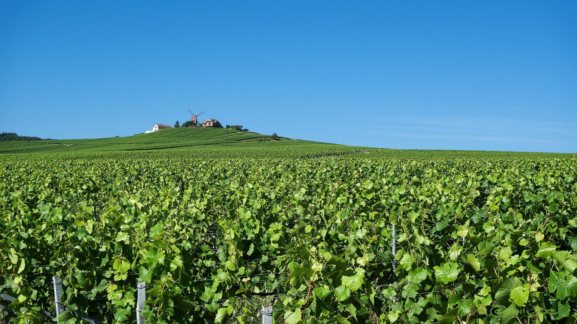 Ron Rubin Winery Earns B Corp Certification