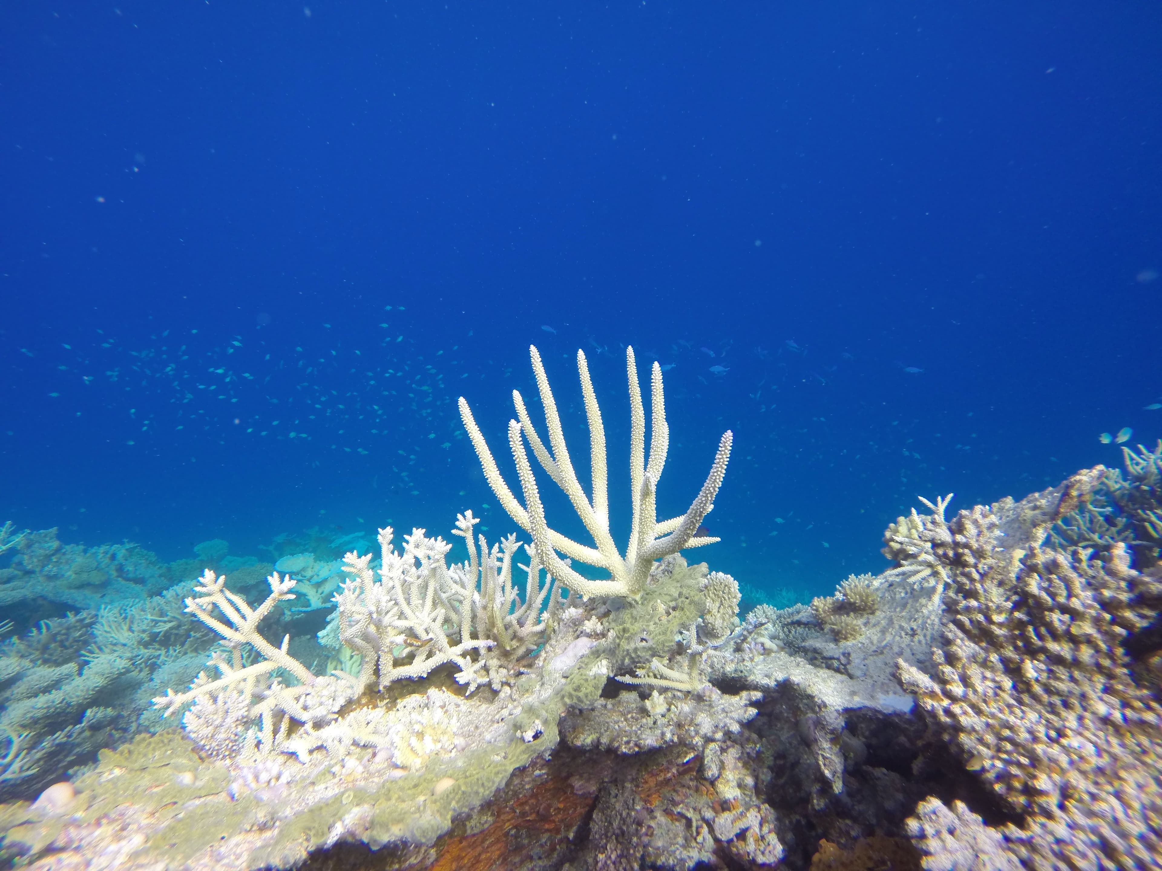 Bleaching Phenomenon Affecting 91 Percent of the World's Largest Coral Reef Ecosystem