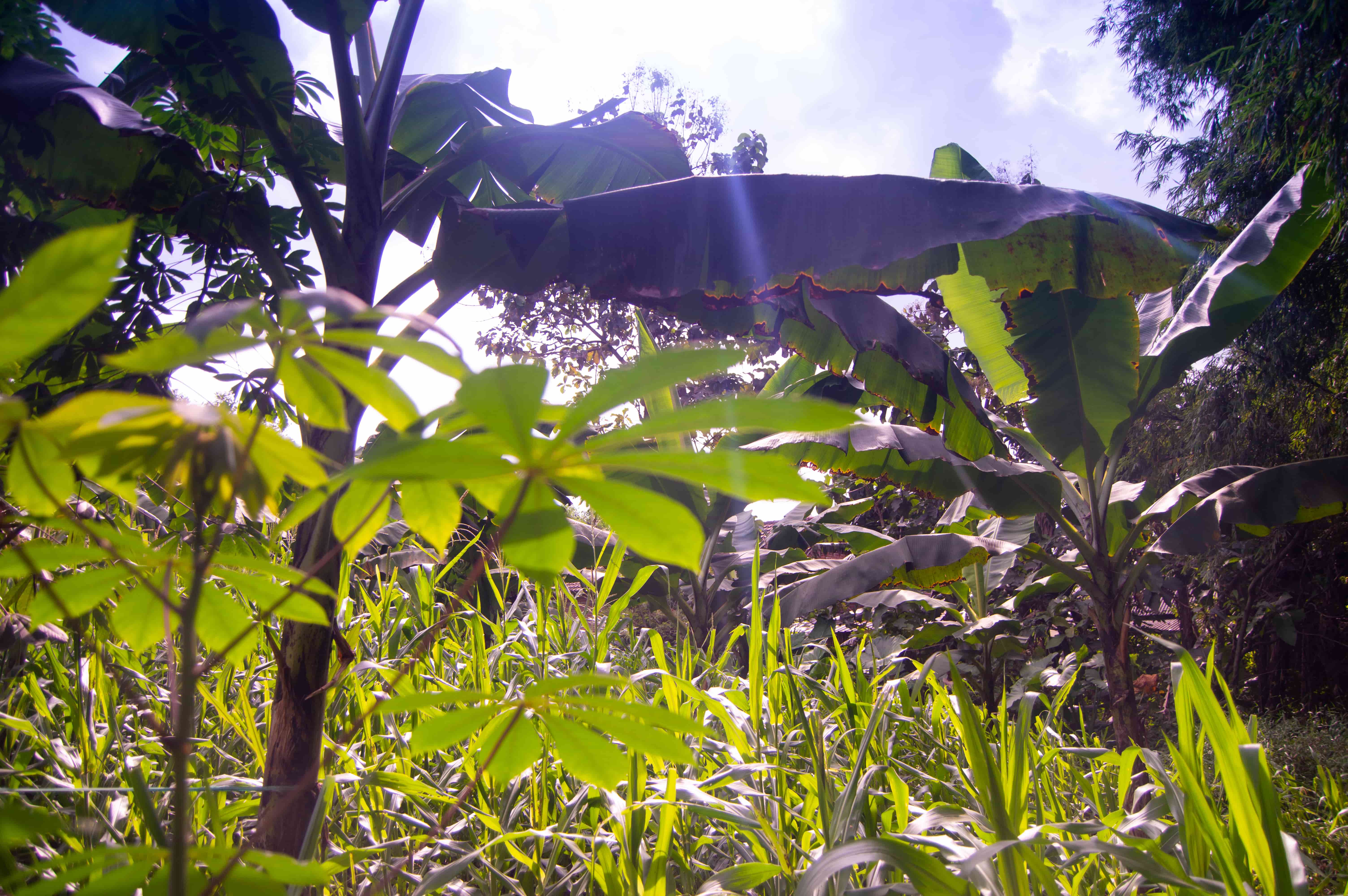Rainforest Alliance, Mirova Partner for Agroforestry