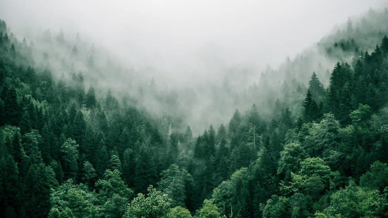 SIBUR Concludes Inaugural Carbon Offset Sale