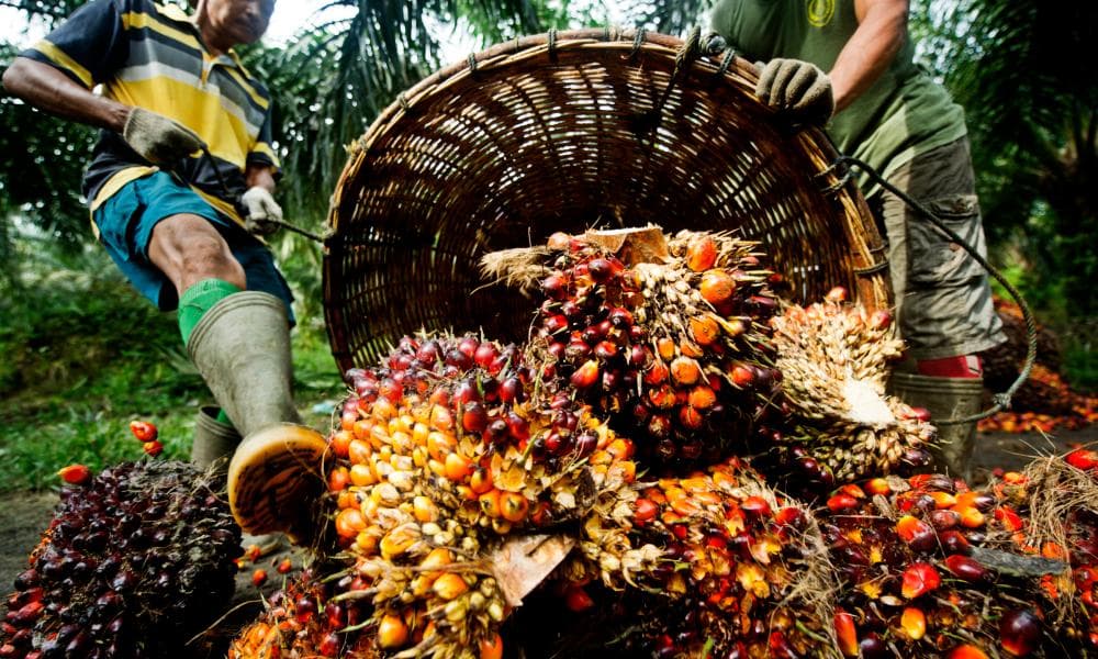 Jakarta Details Programmes to Boost Palm Exports