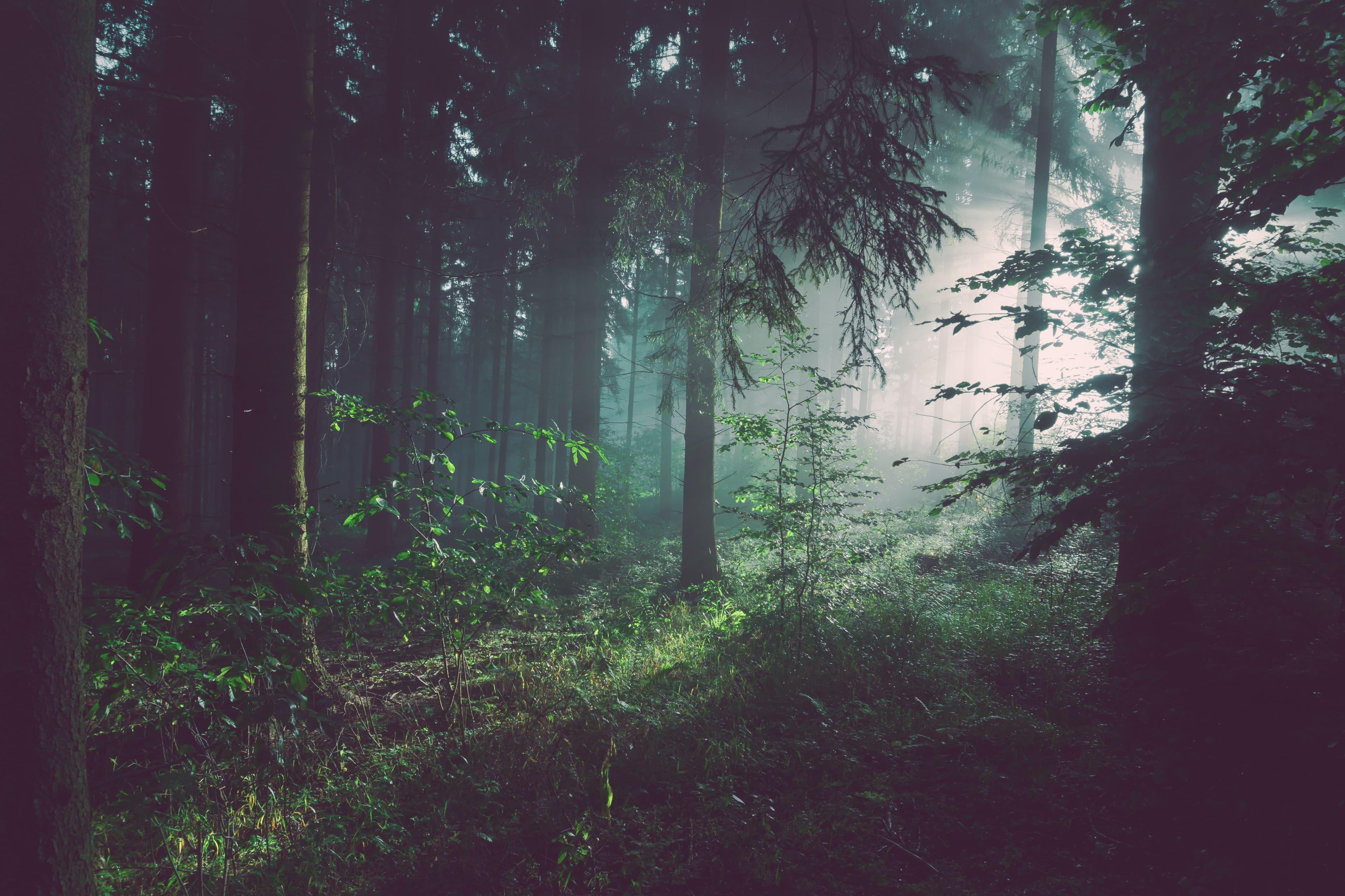 Leaders Encourage Sustainable Forest Management at COP27