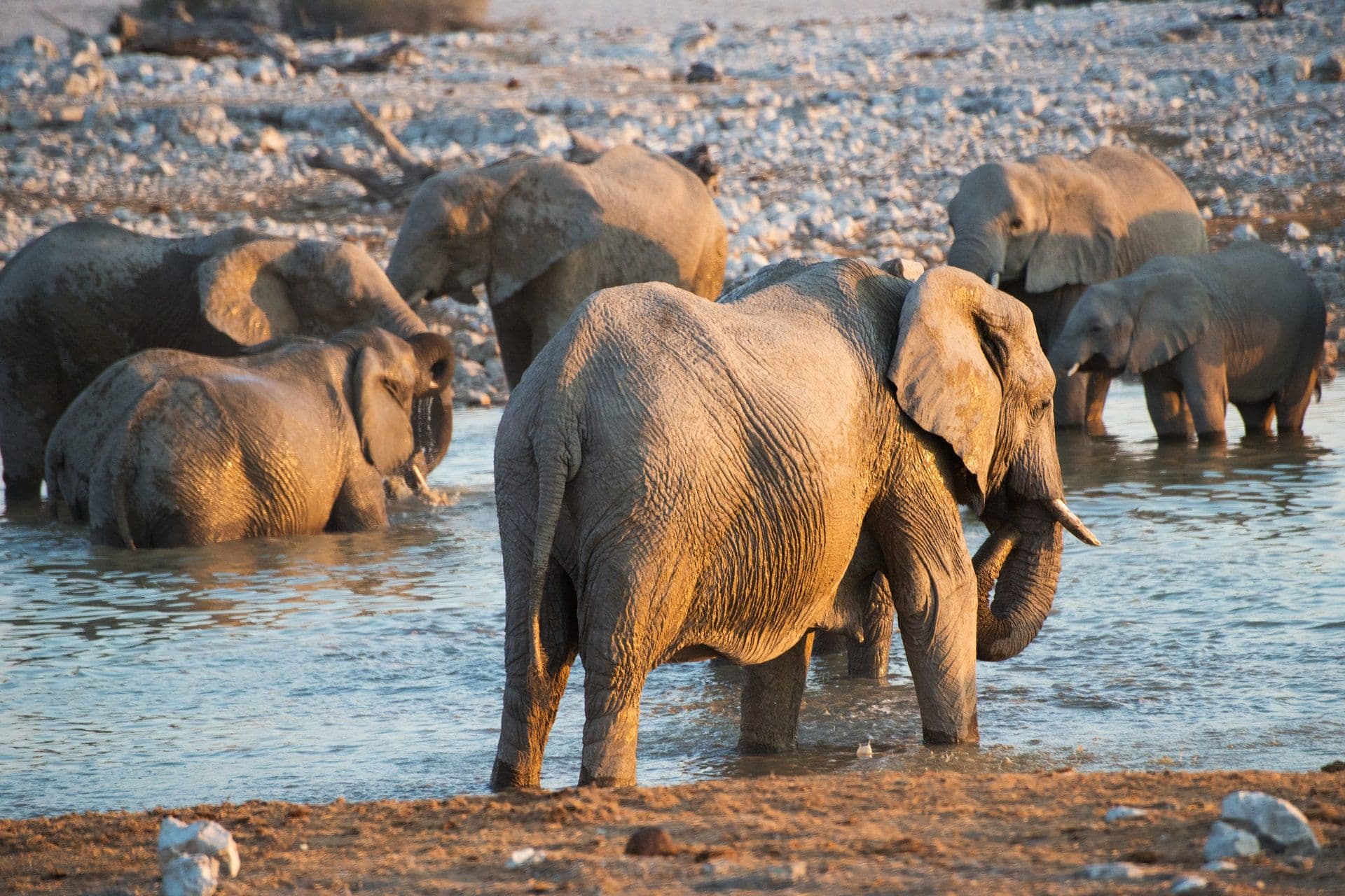 IBM and WWF Use AI to Protect African Forest Elephants