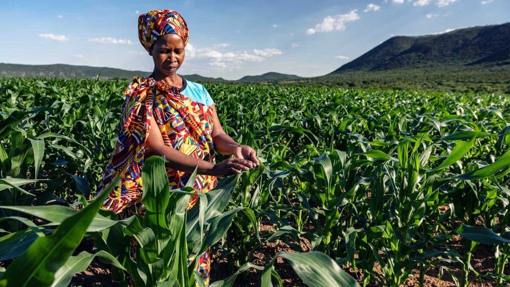 AVPA Conference 2024; African Impact Event