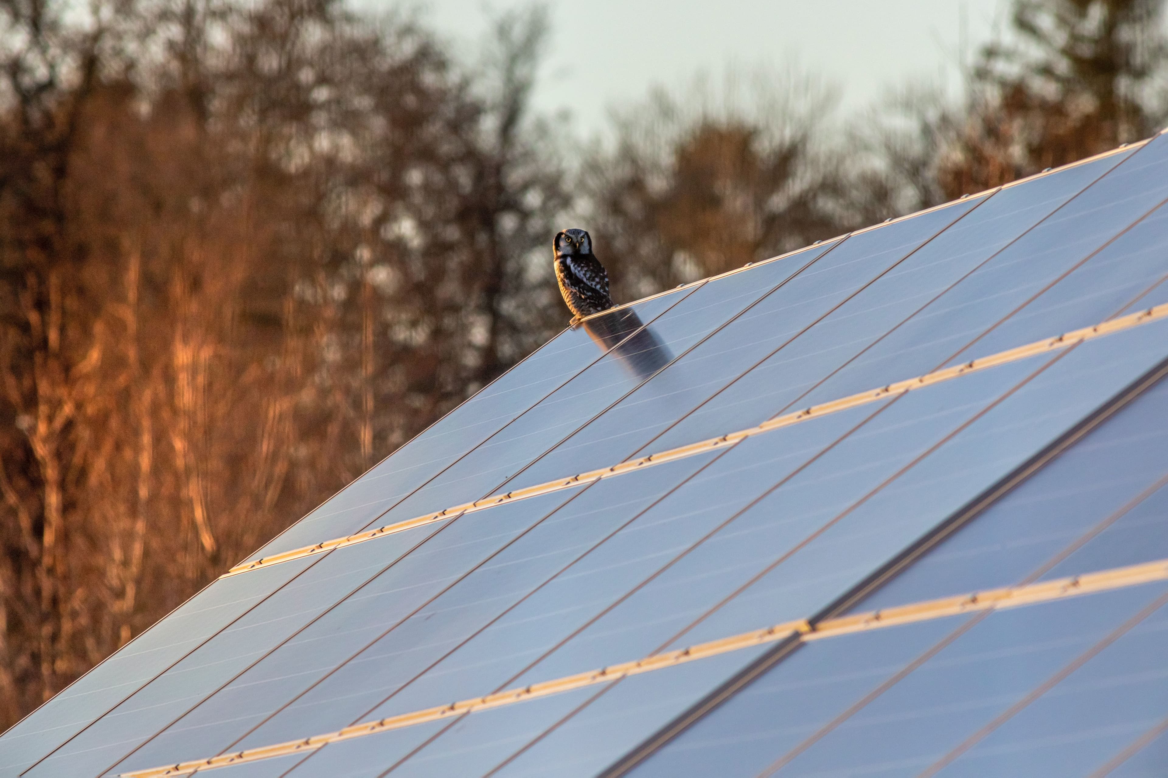 EU and US Join Forces For Green Energy in Africa