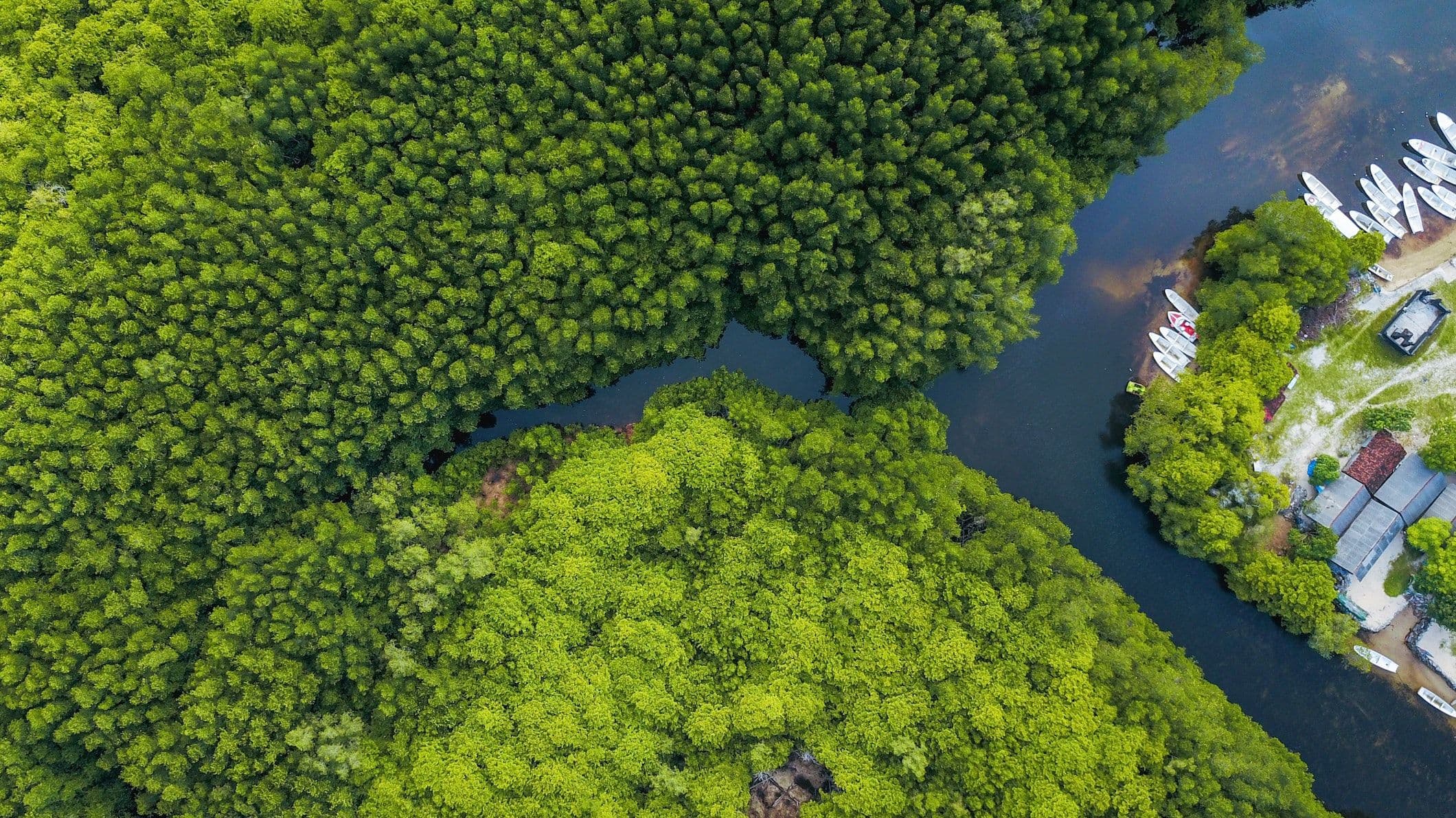 Ardian, aDryada Launch Nature-Based Solutions Strategy