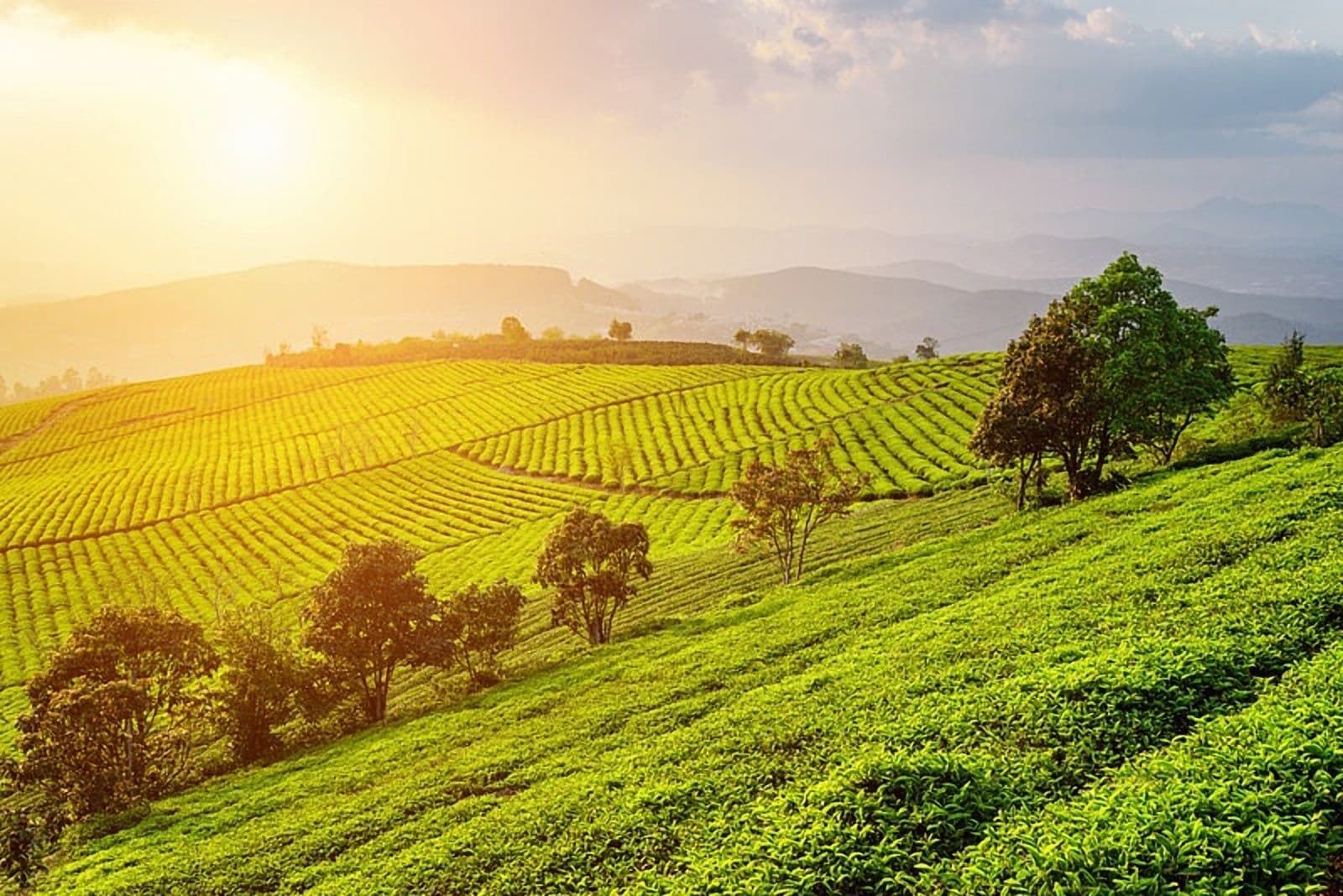 How Symrise Ensures Secure Sourcing Through Sustainability