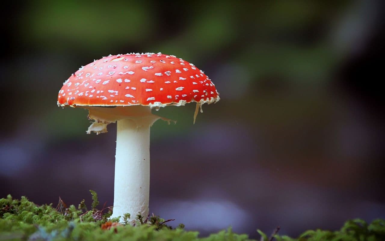 From Fungi to Fashion: How Mushroom Leather is Changing the Game