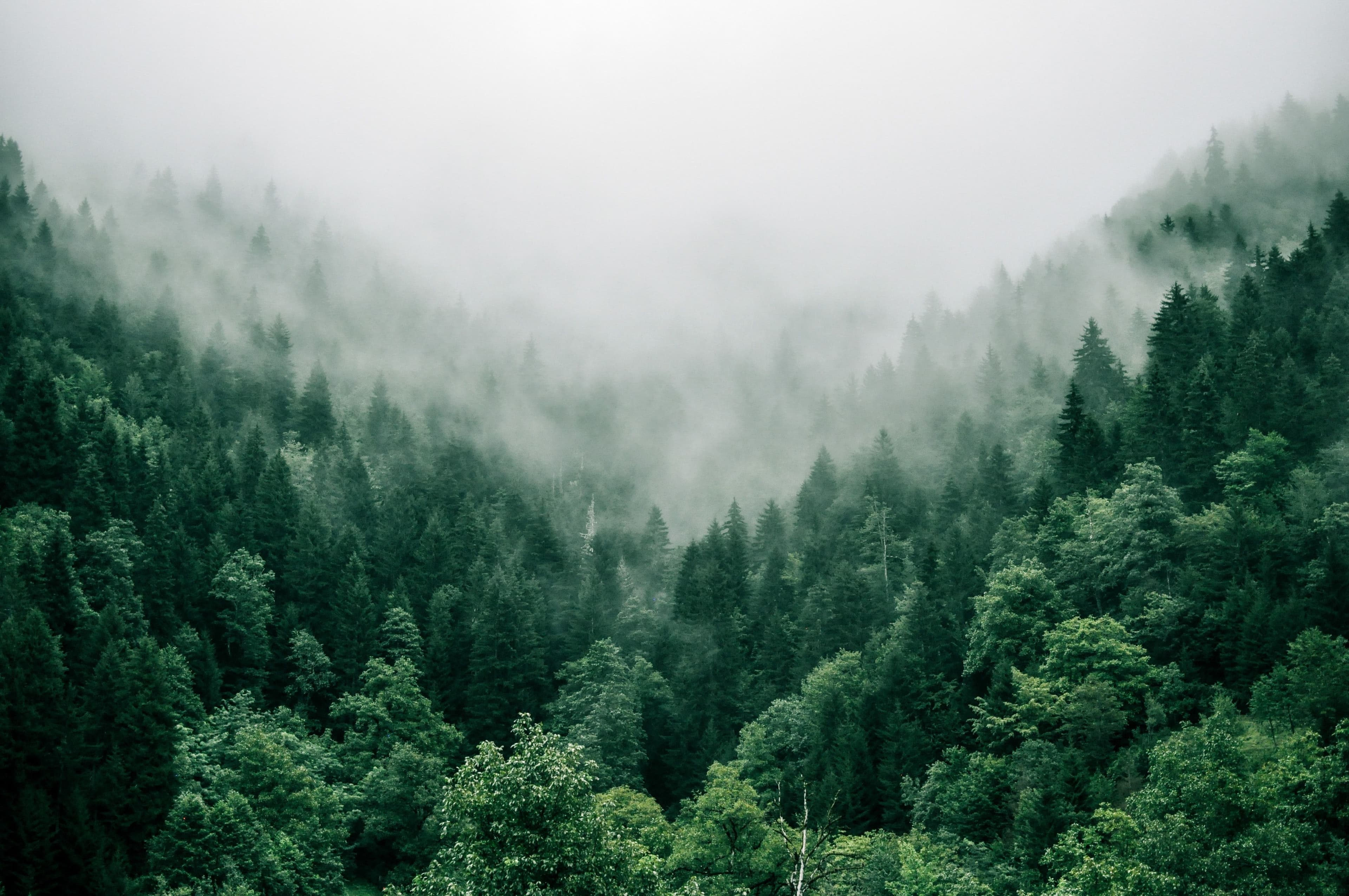 Programme to Build Forestry Feedstock Data for Biofuel Creation Underway